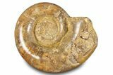 Jurassic Ammonite (Hemilytoceras) Fossil - Madagascar #283367-1